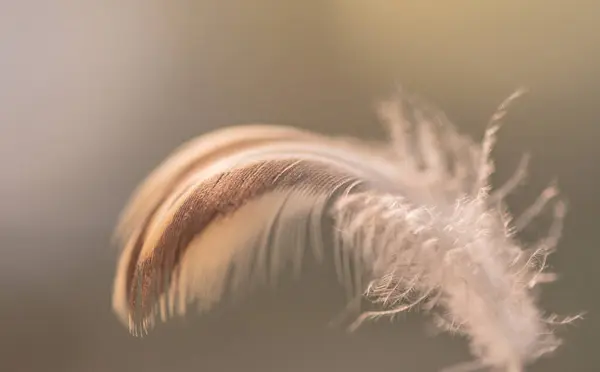 Wilde Vogelfeder Wind Für Hintergrund — Stockfoto