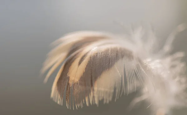 Дикое Птичье Перо Фоне Ветра — стоковое фото
