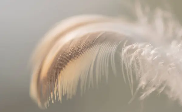 Dziki Ptak Pióro Wietrze Tle — Zdjęcie stockowe