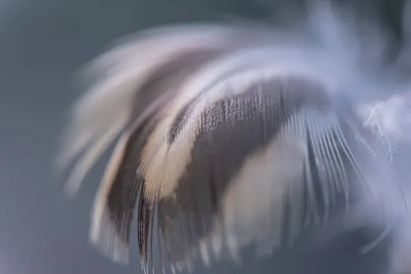 Wilde Vogelveer Wind Voor Achtergrond — Stockfoto