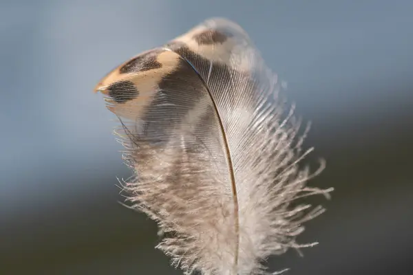 Wild Bird Feather Wind Background — Stock Photo, Image