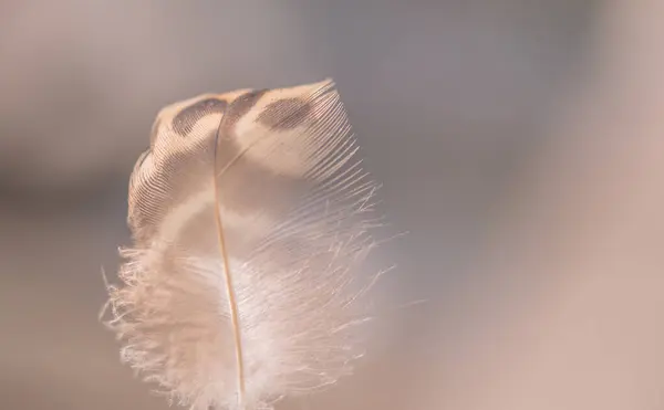 背景のための風の野鳥の羽 — ストック写真