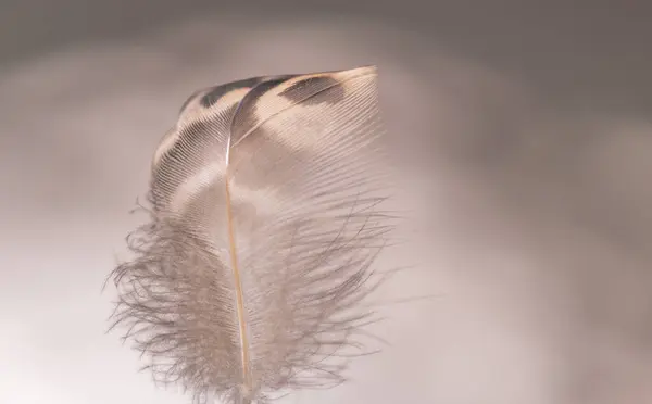 Άγρια Φτερό Πουλί Στον Άνεμο Για Φόντο — Φωτογραφία Αρχείου