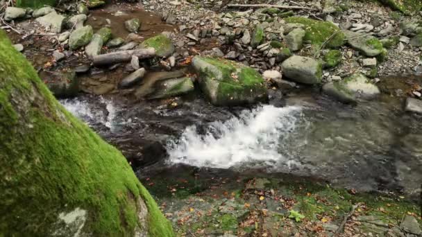 Arroyo Montaña Bosque Otoñal Los Cárpatos — Vídeo de stock