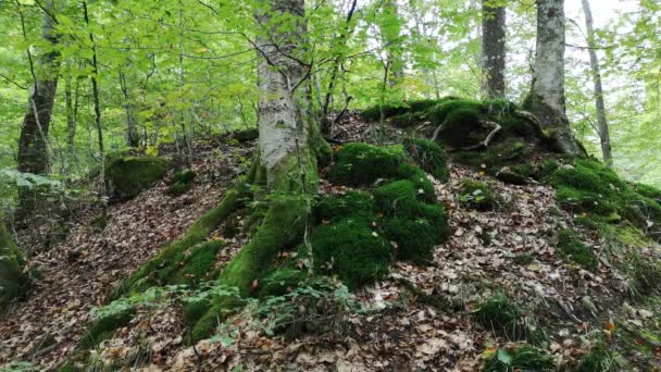 Ευρωπαϊκή Οξιά Στο Ορεινό Δάσος Των Καρπαθίων — Αρχείο Βίντεο