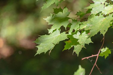 Güneşli bir günde yeşil akçaağaç bir dağ ormanında yapraklar