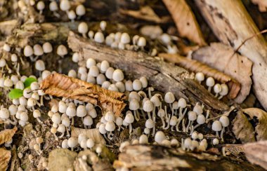 Ormandaki düşen yaprakların arasında Psathyrella pigmaea