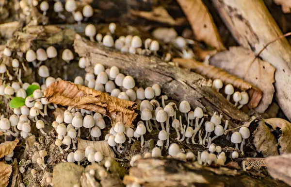 Psathyrella Pygmaea Erdő Lehullott Levelei Között — Stock Fotó
