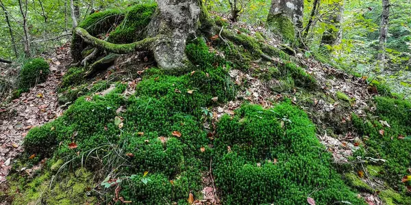 Hêtre Européen Dans Forêt Montagne Des Carpates — Photo