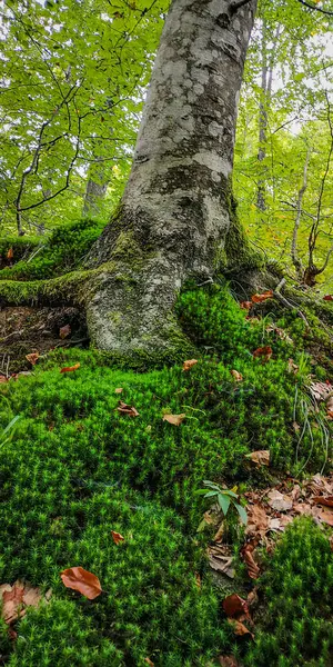 Buk Europejski Górskim Lesie Karpat — Zdjęcie stockowe