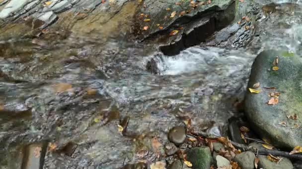 Mountain Stream Autumn Forest Carpathians — Stock Video