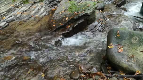 Arroyo Montaña Bosque Otoñal Los Cárpatos — Vídeos de Stock