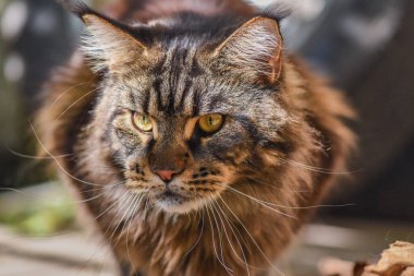 Maine Rakunu dökülen yaprakların arasında