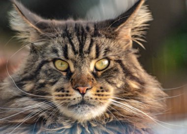 Islak camdan bir Maine Rakunu portresi