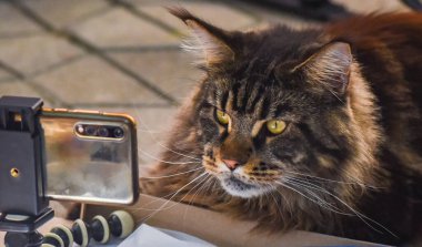 Akıllı telefonlu Marled Maine Rakunu