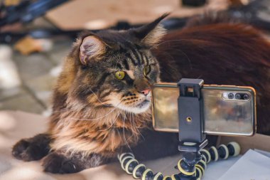 Akıllı telefonlu Marled Maine Rakunu