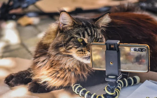 Marbled Maine Coon Smartphone — Stock Photo, Image