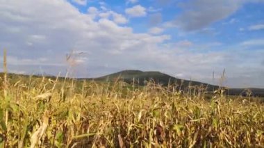 Dağlardaki bir tarlada hasat edilmemiş mısır