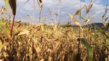 Dağlardaki bir tarlada hasat edilmemiş mısır