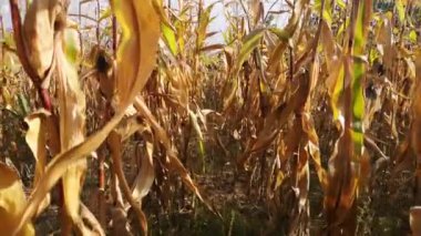 Dağlardaki bir tarlada hasat edilmemiş mısır