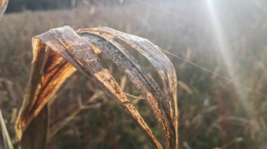 Dağlardaki bir tarlada hasat edilmemiş mısır