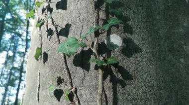 Ivy, Avrupa kayın ağacının gövdesini asalak eder.