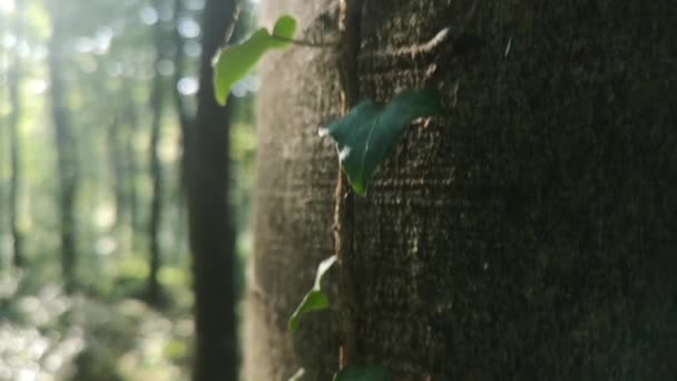 Ivy Avrupa Kayın Ağacının Gövdesini Asalak Eder — Stok video