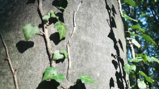 常春藤寄生在欧洲山毛榉树干上 — 图库视频影像