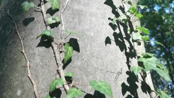 Ivy Parasitizes Trunk European Beech — Stock Video