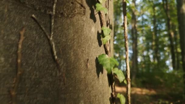 Ivy Avrupa Kayın Ağacının Gövdesini Asalak Eder — Stok video
