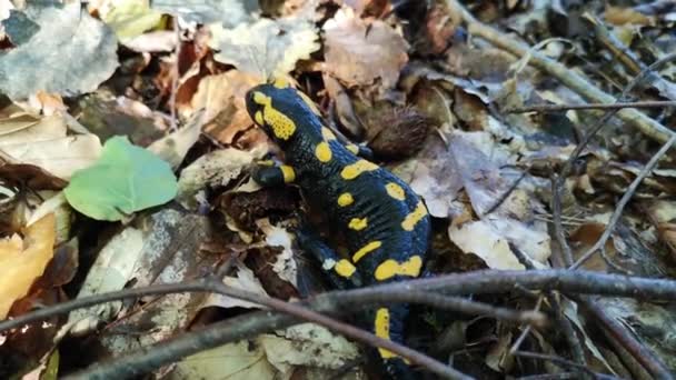 Salamander Górskim Lesie Jesiennym — Wideo stockowe