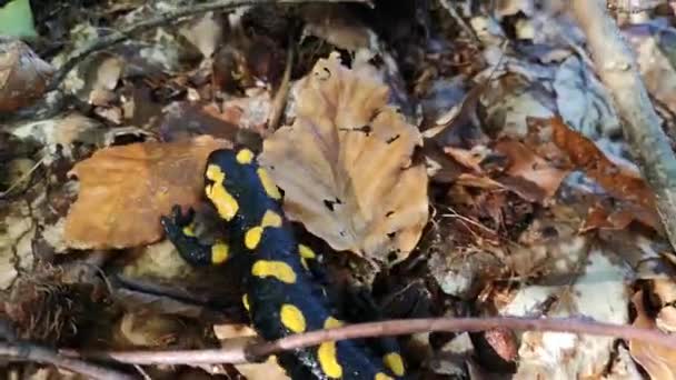 Salamander Bergherbstwald — Stockvideo