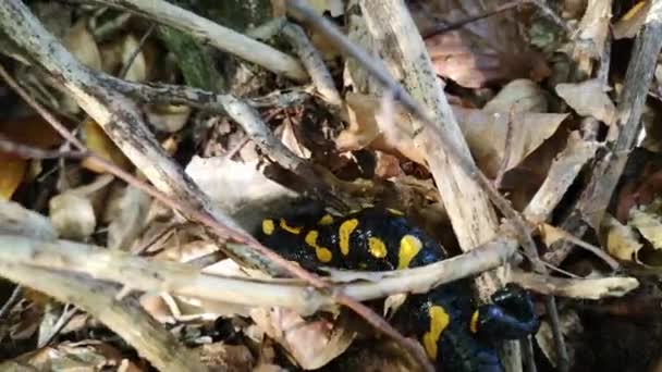 Salamander Het Najaarsbos Van Bergen — Stockvideo