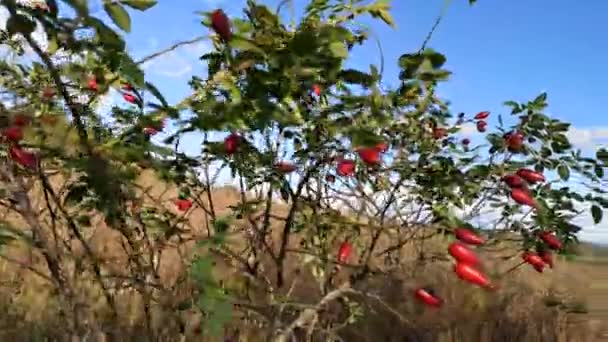 Arbusto Rosa Mosqueta Las Montañas Otoño — Vídeo de stock