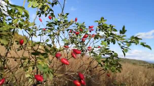 Τριανταφυλλιά Θάμνος Στο Φθινόπωρο Βουνά — Αρχείο Βίντεο
