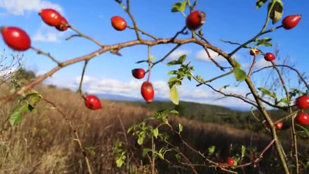 Rosehip Bush Autumn Mountains — Stock Video