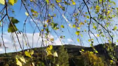 Sonbahar dağlarında büyük bir huş ağacı