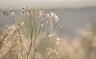 Güneşte kurumuş yabani bitki
