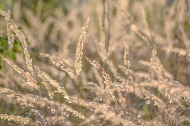 Güneşte kurumuş yabani bitki