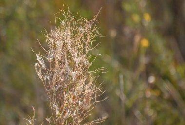 Güneşte kurumuş yabani bitki