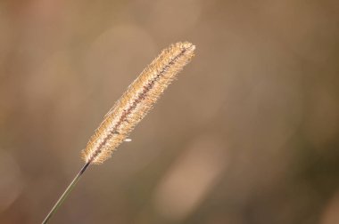 Setaria Viridis batan güneşin ışınlarında