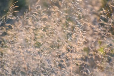 Güneşte kurumuş yabani bitki
