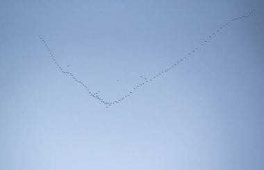 Gökyüzünde uçan vinçlerin anahtarı