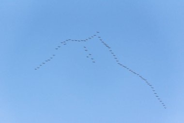 Gökyüzünde uçan vinçlerin anahtarı