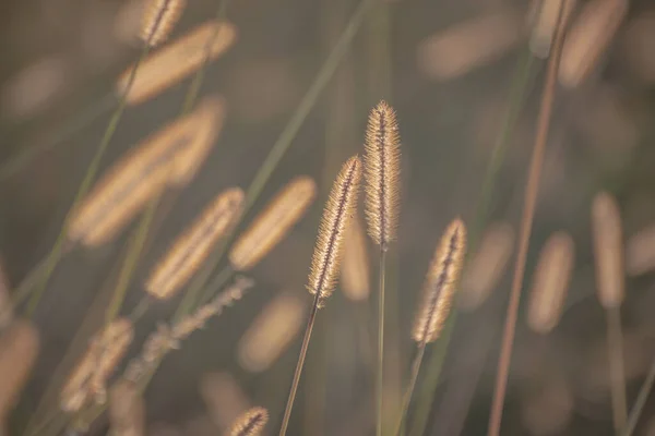 stock image Setaria viridis in the rays of the setting sun