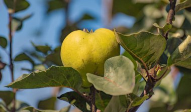 Ayva ağaçta olgunlaşıyor