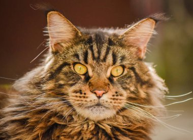 Bir Maine Rakunu 'nun portresi mermer rengi