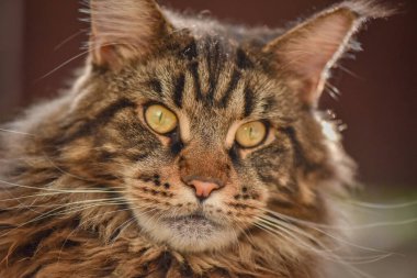 Bir Maine Rakunu 'nun portresi mermer rengi