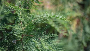 Güneşin altında süslü bir thuja ağacı