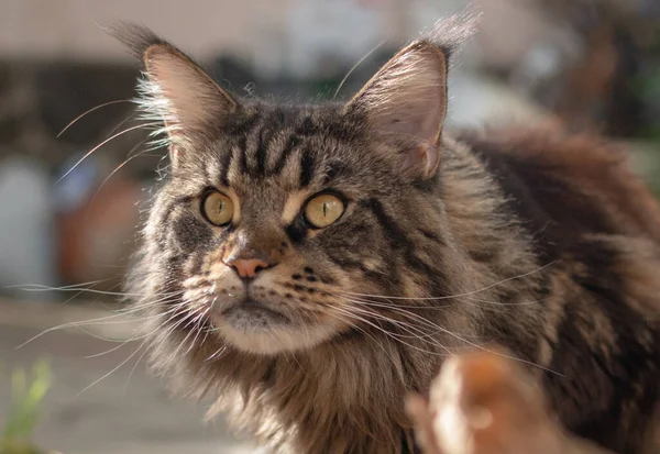 stock image Portrait of a Maine Coon marbled color